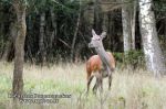 Taurusis elnias (Cervus elephus)